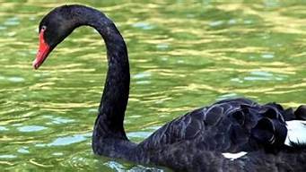 黑天鹅是国家几级保护动物(黑天鹅是保护动物吗几级)