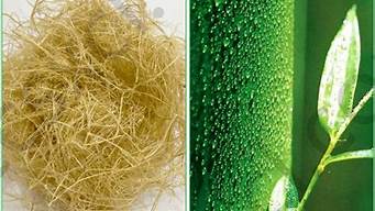 竹浆纤维和竹纤维区别在哪(什么叫竹浆纤维)