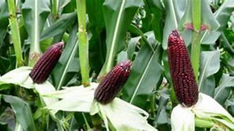 黑色玉米是什么玉米种子(黑色玉米是什么玉米和什么玉米杂交的?)