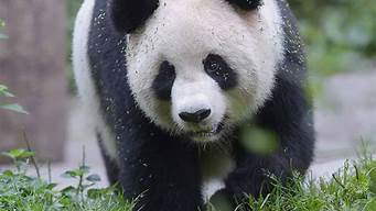 国宝大熊猫外形特点是什么(国宝大熊猫的外形和特点)