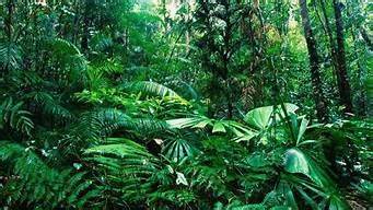 热带雨林需要带什么装备呢(热带雨林要带什么装备?)