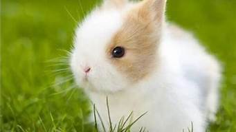 宠物兔品种及图片及价格