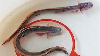 紫鳗虾虎鱼图片