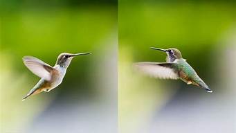 蜂鸟的翅膀每秒达到多少次(蜂鸟1秒大约拍动多少次翅膀)