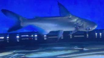 成吉思汗鲨和蓝鲨哪种好养