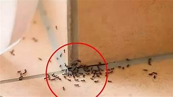 家里蚂蚁很多是怎么回事(家里有很多小蚂蚁是怎么回事)