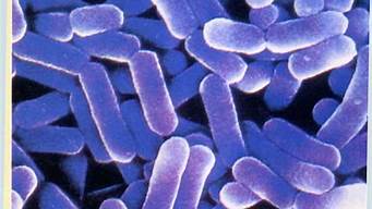 乳酸菌酵母菌醋酸菌是真菌还是细菌(乳酸菌是细菌还是霉菌)