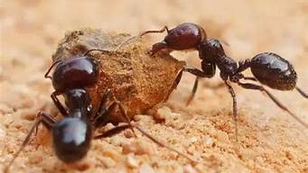 蚂蚁是属于害虫还是益虫(蚂蚁是害虫吗,蚂蚁是益虫还是害虫?)