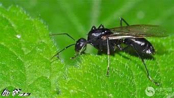 带翅膀的黑蚂蚁是什么一定是白蚁吗(带黑翅膀的黑蚂蚁是什么)