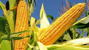 吉林省玉米价格最新行情