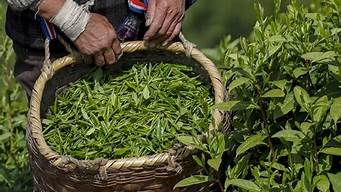 产于安徽黄山的茶叶(黄山茶属于什么茶)