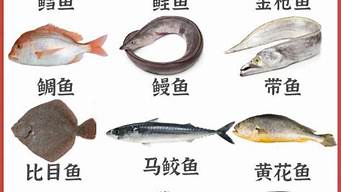 可以养殖的海鱼有哪些种类(常吃的海鱼哪些是野生不能养殖)