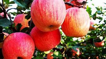 苹果百度百科水果(与苹果水果有关的产品企业)