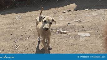 印度野犬图片(印度本土犬种)