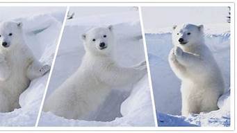 你知道北极熊为什么不吃企鹅吗?[机智](企鹅这么可爱 北极熊怎么会不吃企鹅呢?)