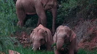 象群中有成年公象吗(象群的公象)