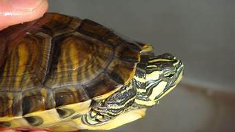 巴西龟一般什么时间冬眠(巴西龟冬眠一般在什么时候)