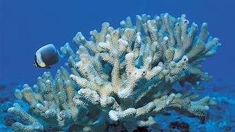 珊瑚是否为生物(珊瑚是生物吗 为什么)