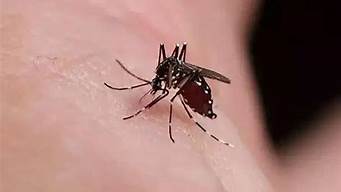 蚊子能活几天寿命长吗(蚊子能活多少年)