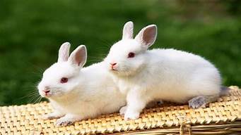 怎么分公兔和母兔(兔子怎么辨别公母图解)