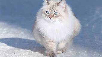 西伯利亚森林猫是什么品种(西伯利亚森林猫亲人吗)