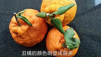 耙耙柑跟丑橘有啥区别(丑橘和耙耙柑怎么区分)