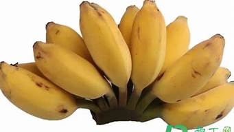 苹果蕉和小米蕉怎么区别(米蕉和苹果蕉有何区别)