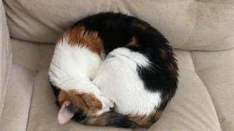 猫咪睡觉时蜷缩成一团(猫睡觉为什么要蜷成一团)