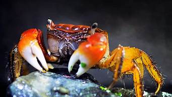 什么是过水蟹(观赏蟹需要过水吗)