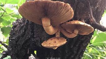 柳树上长的蘑菇能吃吗能治病吗(什么样子的柳树菇能吃)