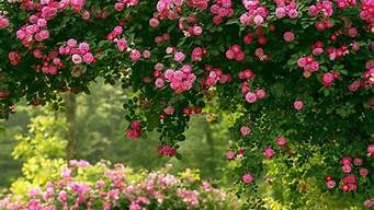 蔷薇的花期是多少天(蔷薇的花期是几月份)
