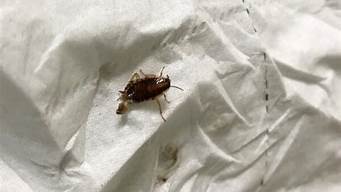 蟑螂会爬上人的床吗(人睡觉的时候蟑螂会爬到身上吗)