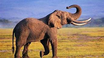 亚洲象的寿命有多长(世界上最长寿的亚洲象)