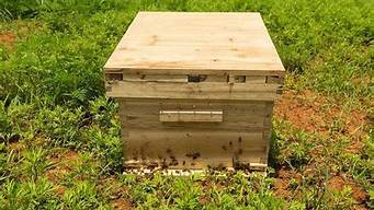 蜂箱有异味蜜蜂会跑吗(蜜蜂怕臭味吗)