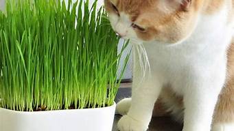 猫咪常吃猫草好吗(猫咪能吃哪些草)