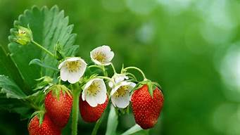 草莓花的颜色有几种(红色花的草莓品种介绍)
