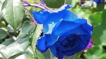 蓝玫瑰象征着什么意思(蓝玫瑰花语是什么蓝玫瑰代表什么意思)
