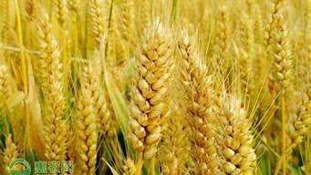今日小麦价格是多少钱一斤河南(河南省今日小麦价格)