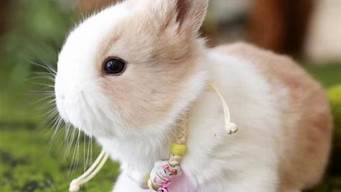 宠物兔名字怎么取 宠物兔名字大全(给兔子取名应该取什么名字可爱)