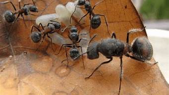 蚁后是怎么产生的 普通蚂蚁能变成蚁后吗