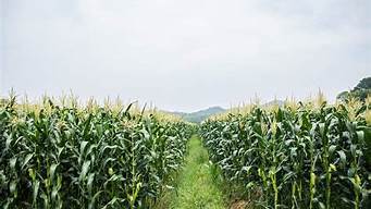玉米种植产地(玉米常见品种)