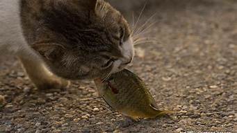 猫吃鱼会不会被刺卡着(猫吃鱼会被鱼刺卡住吗?)