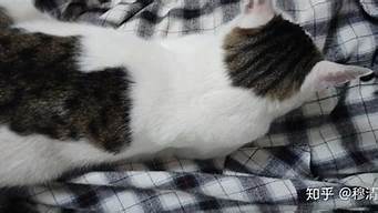 为什么猫要趴在人身上睡觉(猫为啥爱趴在人身上睡觉)