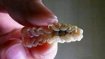 鱼舌头上的寄生虫吃了会怎么样(有吃鱼舌头的寄生虫吗)