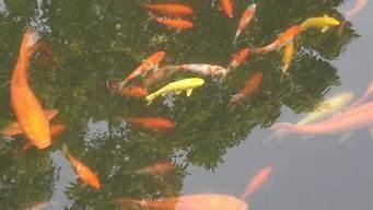 鱼在池中游三句话(鱼在池中游)