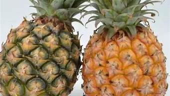 关于菠萝与凤梨是同一种水果吗的信息
