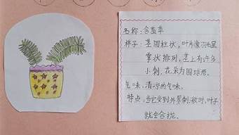 三年级植物记录卡怎么写菊花(三年级花的记录卡向日葵)