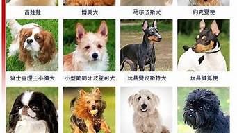小型犬种大全图片介绍(小型犬品种大全 种类)