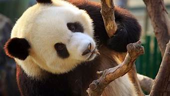 大熊猫是猫吗 熊猫是属于什么科