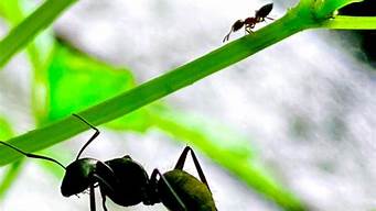 蚂蚁 最怕什么(蚂蚁怕什么东西啊)